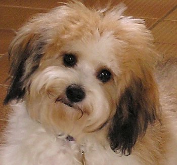 Cavachon Puppies on Pasquel Cavachon1 Jpg